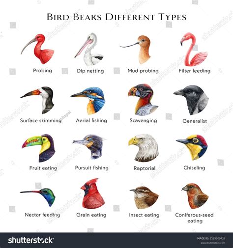 Illustration Various Bird Beaks Photos and Images & Pictures | Shutterstock