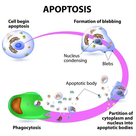 What Is Cell Cycle Arrest? (with picture)