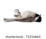 Dead Bird Free Stock Photo - Public Domain Pictures