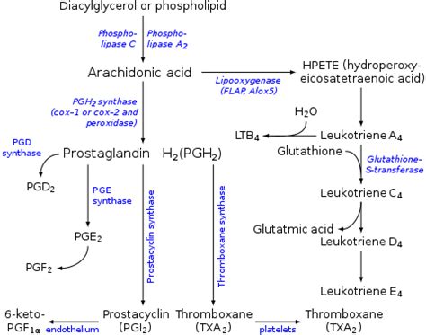 Prostacyclin synthase - Wikipedia