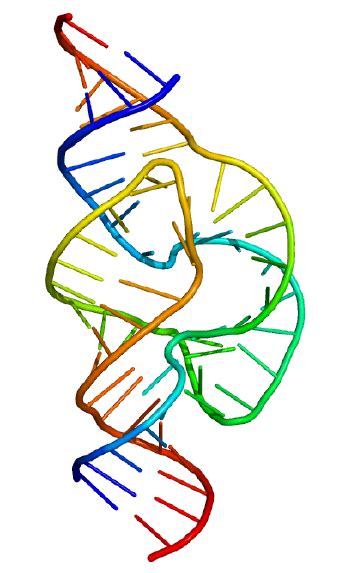 Ribozyme - New World Encyclopedia