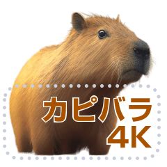 Capybara 4K – LINE stickers | LINE STORE