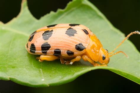 Premium Photo | Closeup shots of the life cycles of leaf beetle