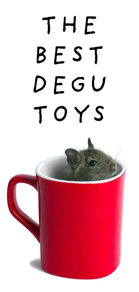 Best Degu Toys For Keeping Busy Teeth Occupied