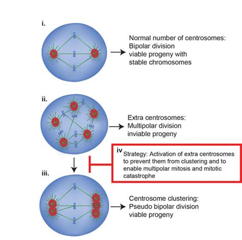 Centrosome In Mitosis