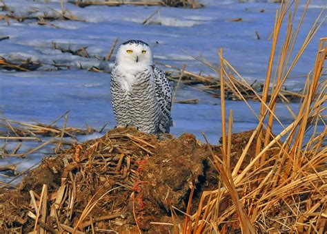 Snowy Owl Facts and Adaptations - Bubo scandiacus / scandiaca