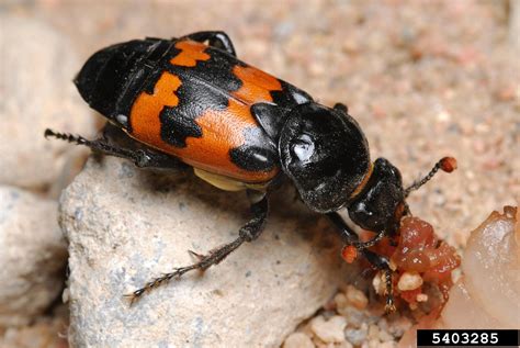 burying beetle (Nicrophorus investigator)
