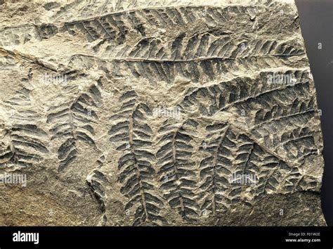 Fossils - Plants - Pteridophyta - Psilotopsida - Odontopteris - Carboniferous Stock Photo - Alamy