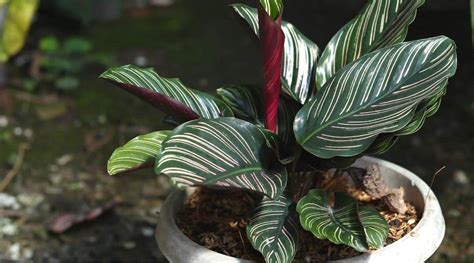 9 Reasons The Leaves on Your Calathea Plant are Curling