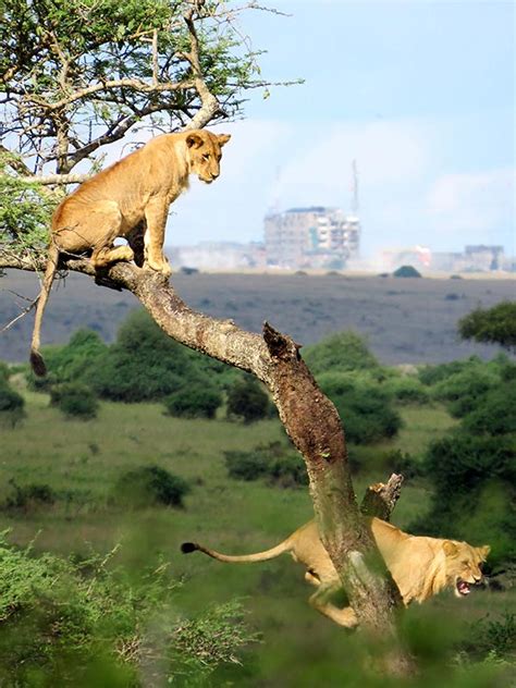 Nairobi National Park - The Safari Collection