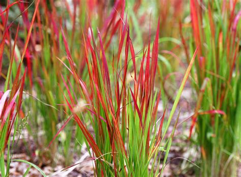 Red Baron Japanese Blood Grass