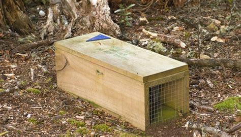 How to Build a Simple Rabbit Trap | Sciencing