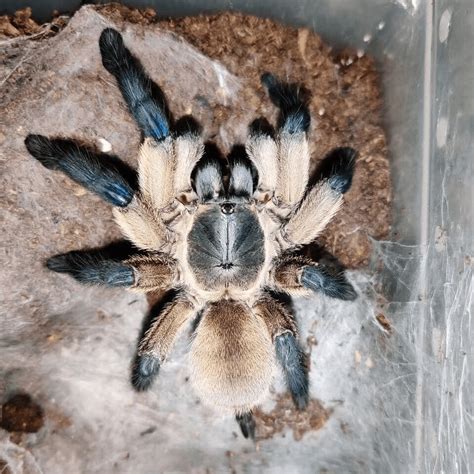 Monocentropus balfouri (Socotra Island Blue Baboon Tarantula) for sale ...