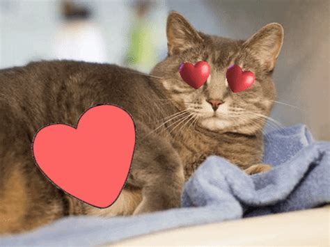 I Love You Cat GIF by Nebraska Humane Society - Find & Share on GIPHY