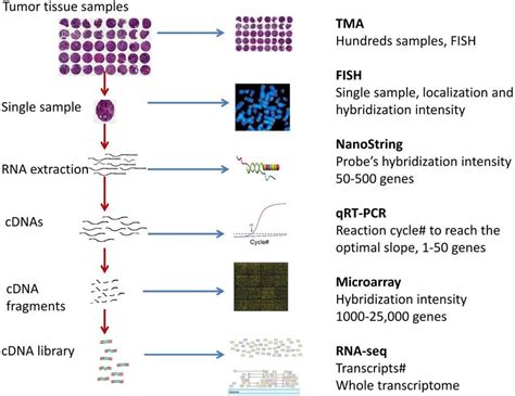 Overview of the gene expression detection assays for cancer tissue sample. | Download Scientific ...