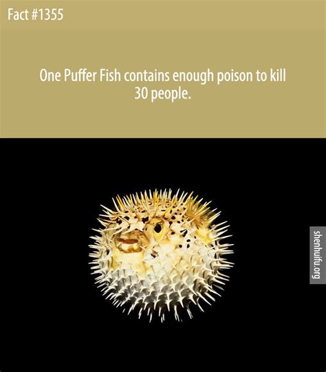 Are Puffer Fish Poisonous? - Shenhuifu