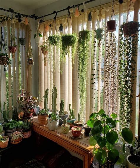 Hello Plant Lover on Instagram: “Who needs curtains when there are ...