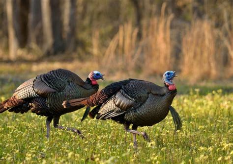 Diseases in Wild Turkeys - Wild Turkey Lab