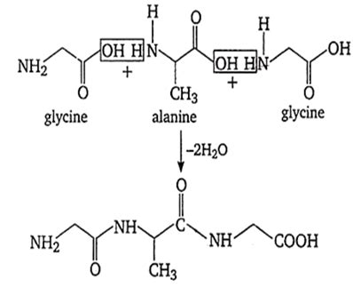 A tripeptide is written as glycine-alanine -glycine. The correct structure of the tripeptide is ...