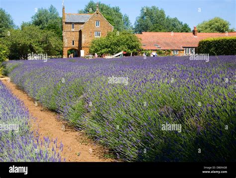 Norfolk Lavender Fields High Resolution Stock Photography and Images ...