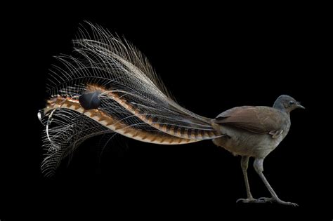 Joel Sartore on Twitter: "Adult male superb lyrebirds like this one ...