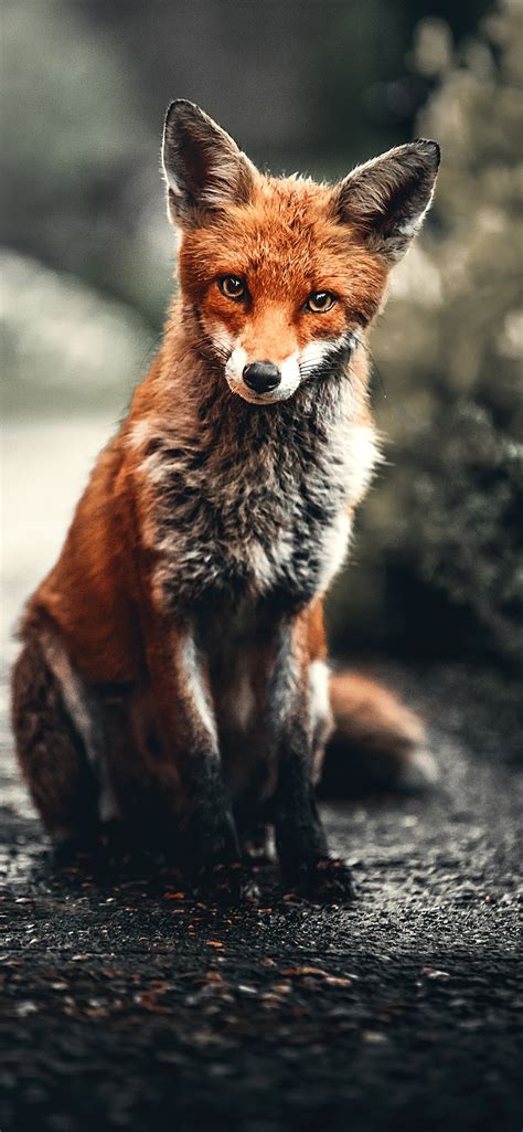 Fox iPhone Wallpapers - Top Free Fox iPhone Backgrounds - WallpaperAccess