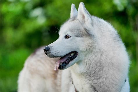 Free picture: dog, canine, portrait, cute, husky, white dog, siberian, pet