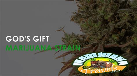 God's Gift Marijuana Strain | Growing Marijuana | Marijuana Travels