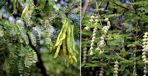 Mesquite Trees: Types, Leaves, Flowers, Bark – Identification Guide ...