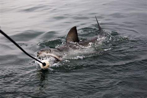 Is That A Shark? Expert Explains How To Correctly Identify A Great White Shark's Fin | IBTimes