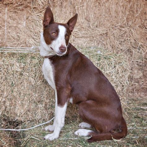 Mcnab dogs, our male and female mcnab and mcnab border collies - Garcin McNab Collies | Mcnab ...