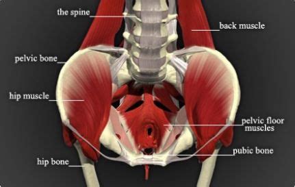 Pelvic Guru | Pelvic floor, Physical therapy, Pelvic floor muscles