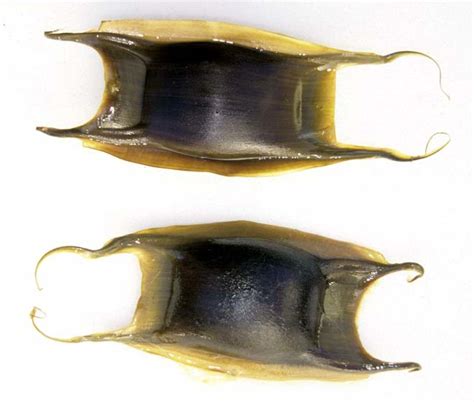 Skate egg cases – Sharks and rays – Te Ara Encyclopedia of New Zealand