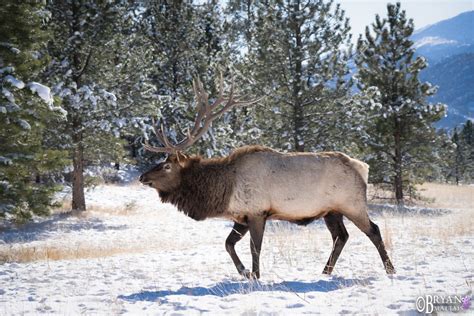 Colorado Rocky Mountain Wildlife Photography-Bryan Maltais