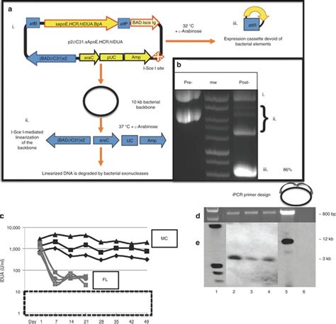 IDUA-based minicircle cassette mechanism, purification, function, and... | Download Scientific ...