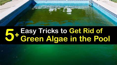 Cleaning Green Pool Algae - Fast Ways to Remove Green Algae