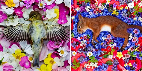 Artist Honors Dead Animals By Photographing Them Beautifully On Beds Of ...