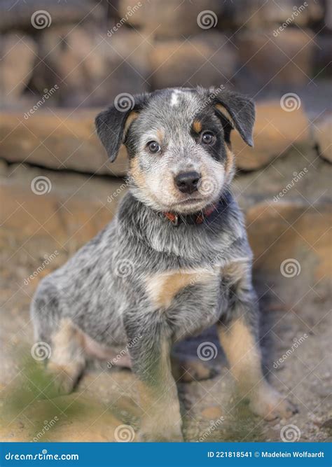 A Australian Cattle Dog Blue Heeler Puppy Full Length Portrait Stock Image - Image of focussed ...