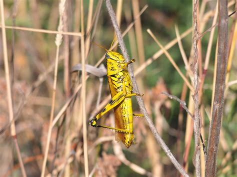 The Online Zoo - Unidentified Grasshopper or Cricket