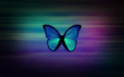 Free download Butterfly Wallpapers HD [1680x1050] for your Desktop, Mobile & Tablet | Explore 33 ...