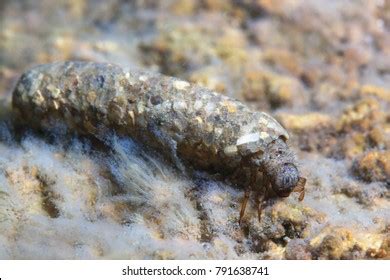 158 Caddisfly larvae Images, Stock Photos & Vectors | Shutterstock