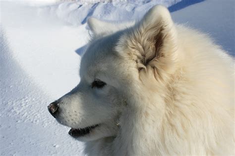 Samoyed In Snow | Explore chris17nz's photos on Flickr. chri… | Flickr - Photo Sharing!