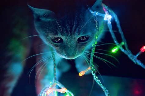 HD wallpaper: tabby cat, cat wearing LED string lights, colorful ...