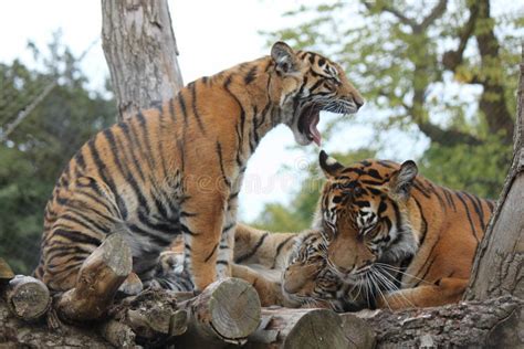 Tiger cubs with the mom stock image. Image of ready, swimming - 43812559