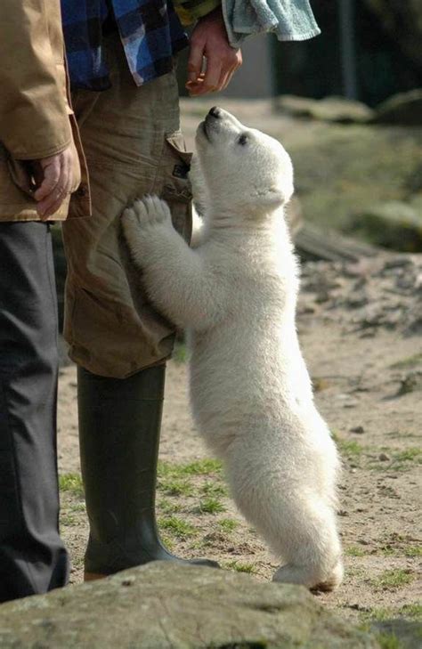 Playful Polar Bear Cub – 1Funny.com