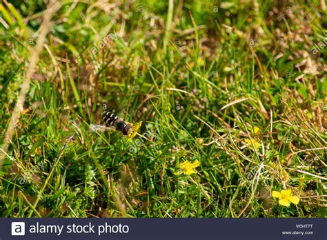 Bodmin moor wildlife hi-res stock photography and images - Alamy