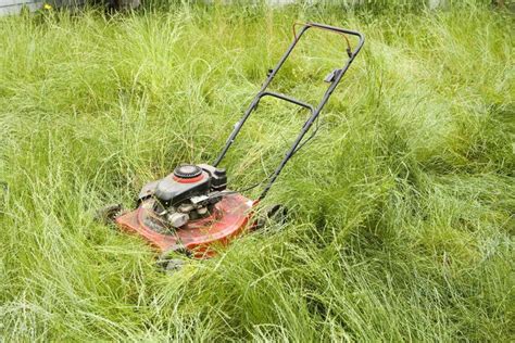 How to cut your grass for the first time in the year - Lawn mowing tips