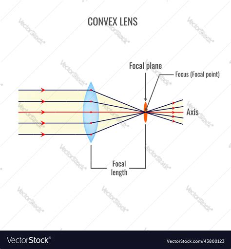 Convex lens diagrams Royalty Free Vector Image