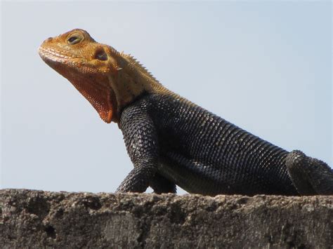 Ghana, 2009 (© David Magier) | Animals, Reptiles, Lizard