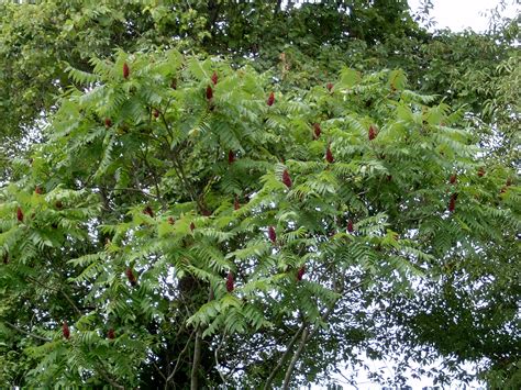 Staghorn sumac – Rhus typhina - Plant & Pest Diagnostics